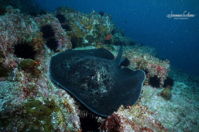 Round ribbontail ray, Black-blotched Stingray, Black-spotted Stingray, Blotched Fantail Ray, Fantail Stingray, Giant Reef Ray, Round Ribbontail Ray, Speckled Stingray, Taeniurops meyeni