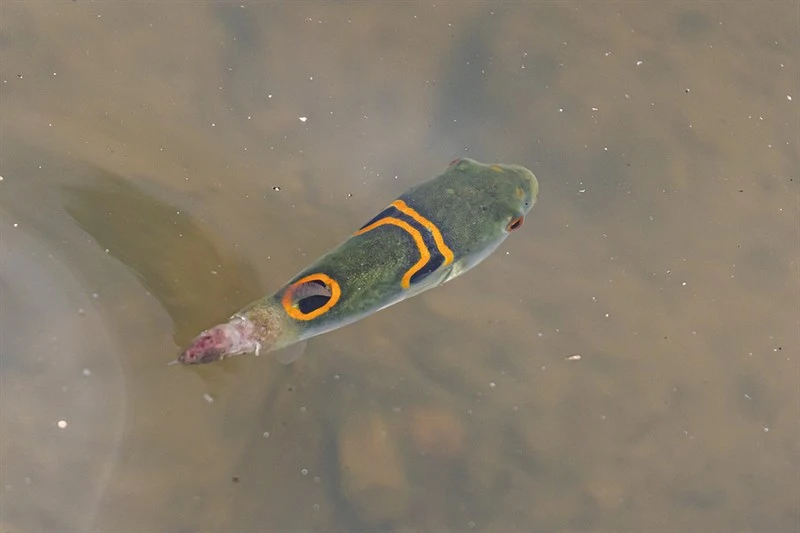 , Takifugu ocellatus