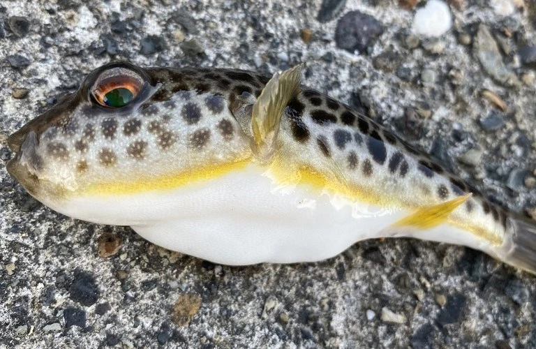 , Takifugu pardalis
