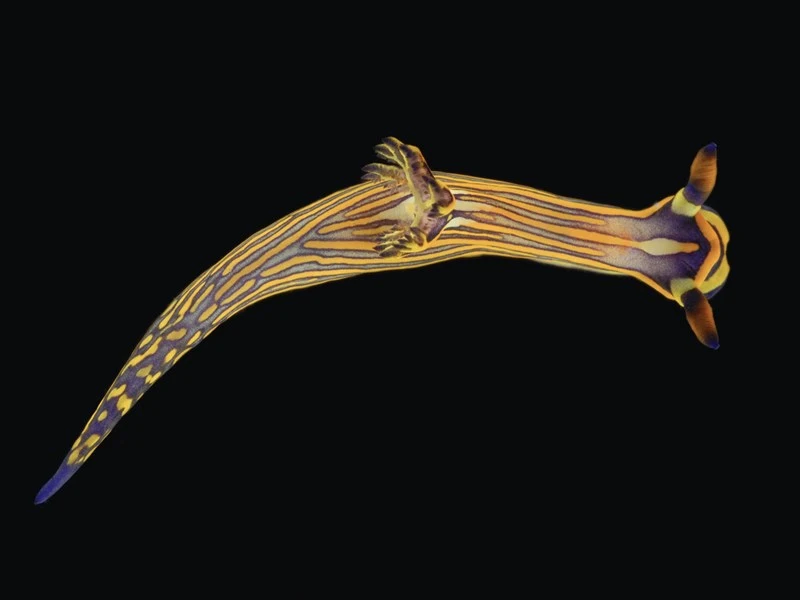 , Related Tambja, Tambja affinis
