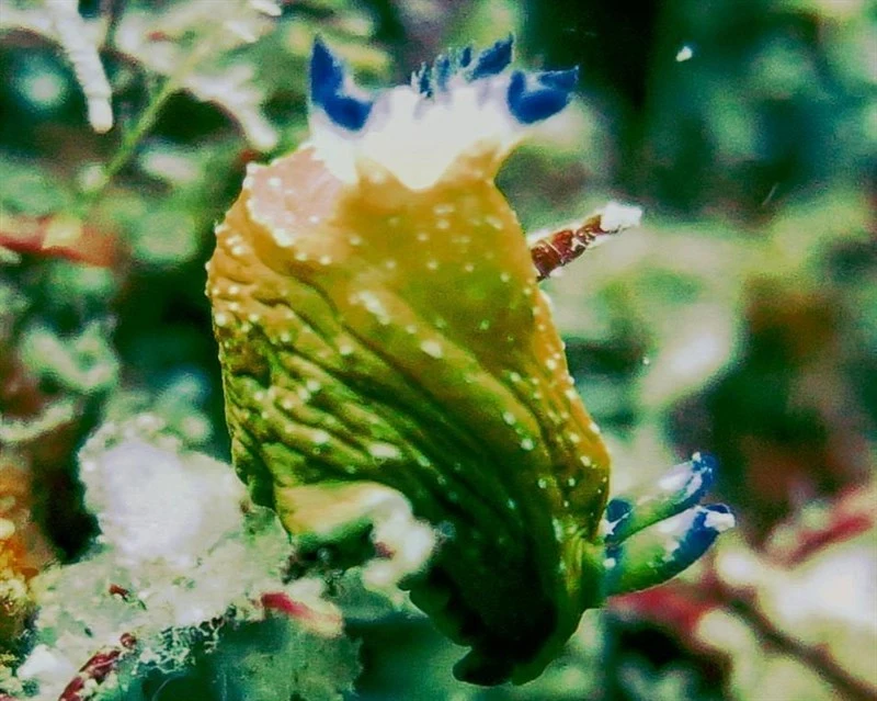 , Tambja brasiliensis