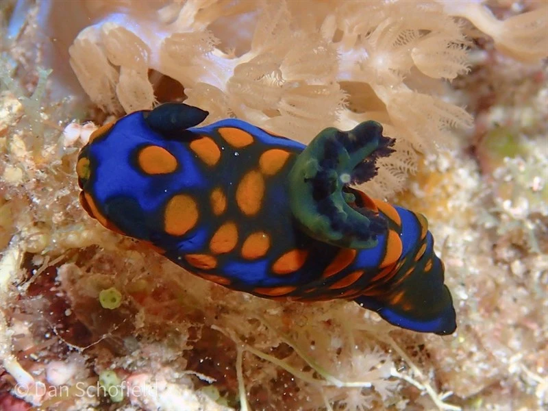 , Nudibranch - Tambja sagamiana, Tambja sagamiana