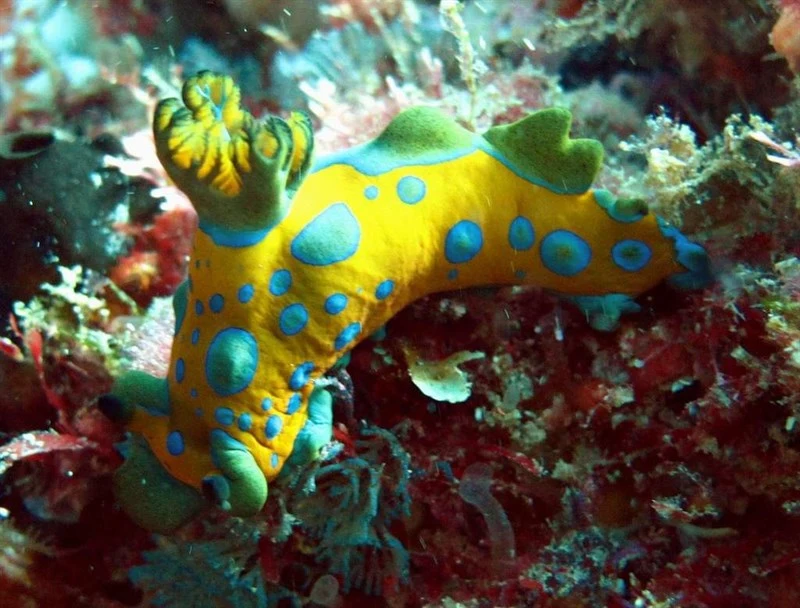 , Nudibranch, Tambja stegosauriformis