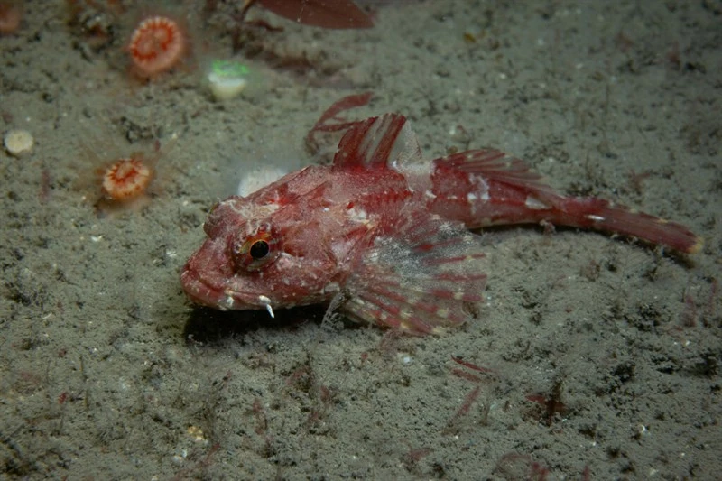 Longspined bullhead, Fatherlasher, Longspined Bullhead, Longspined Sea-scorpion, Lucky Proach, Rock Sculpin, Sea Scorpion, Taurulus bubalis