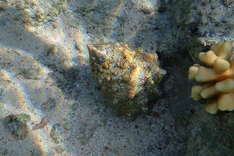 , Toothed Top Shell - Tectus dentatus, Tectus dentatus