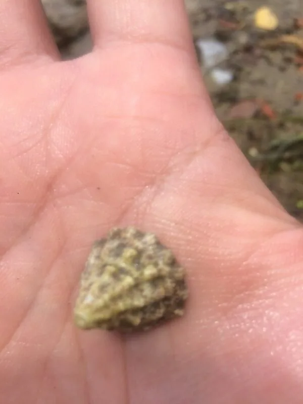 , Fenestrate Top Shell, Tectus fenestratus