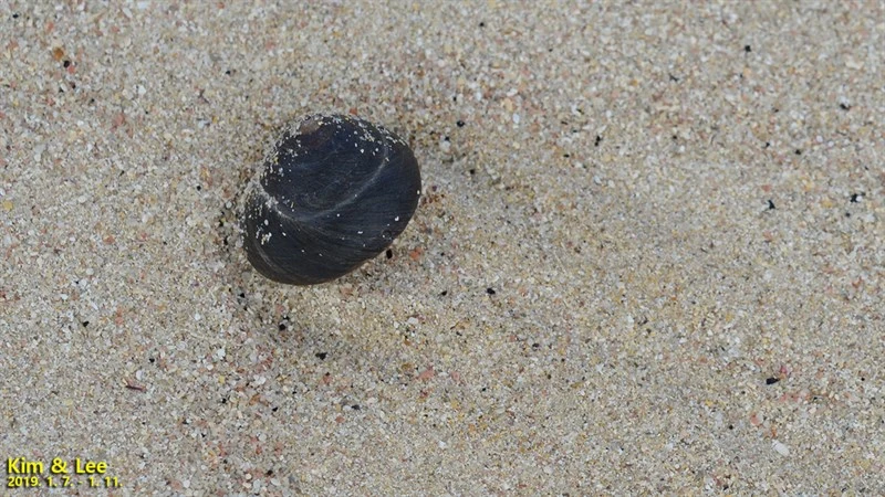 , Tegula xanthostigma