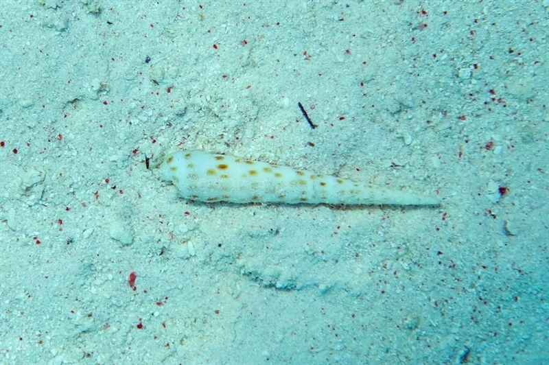, Terebra consobrina