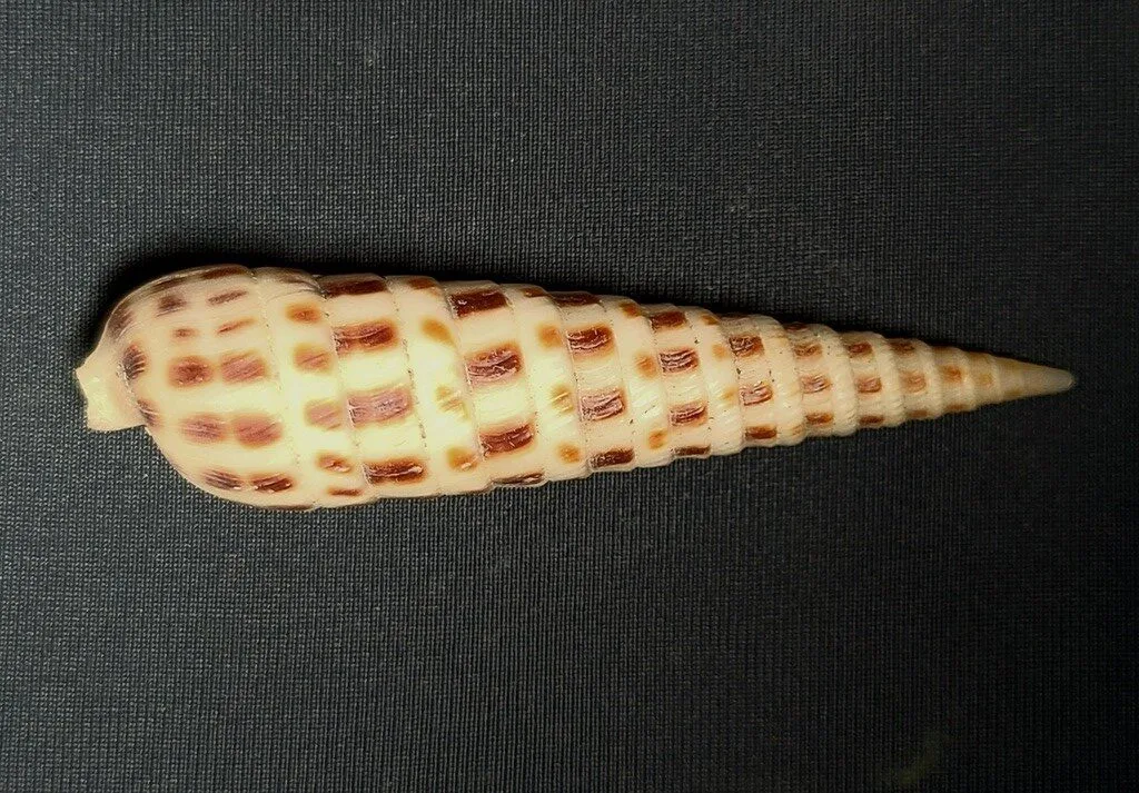 , Terebra ornata