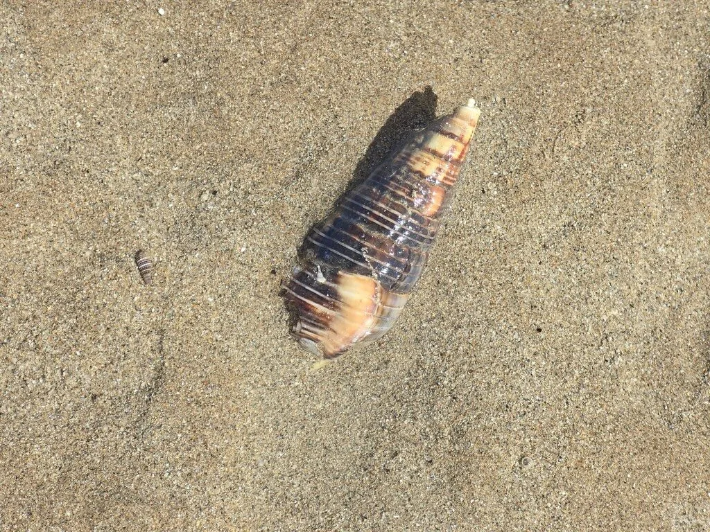 , Striate Mud Creeper, Mangrove Snail - Terebralia semistriata, Terebralia semistriata