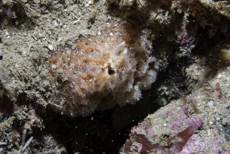 , Tethyspira spinosa