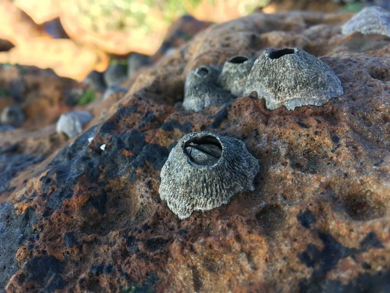 , Tetraclita kuroshioensis