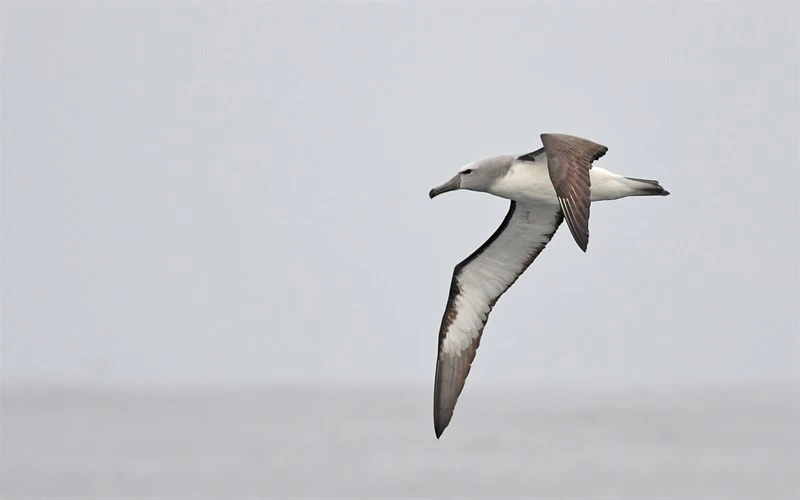 , Thalassarche cauta, Thalassarche cauta