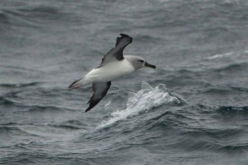 , Thalassarche chrysostoma