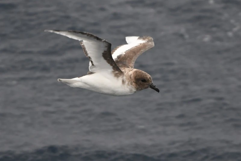 , Thalassoica antarctica