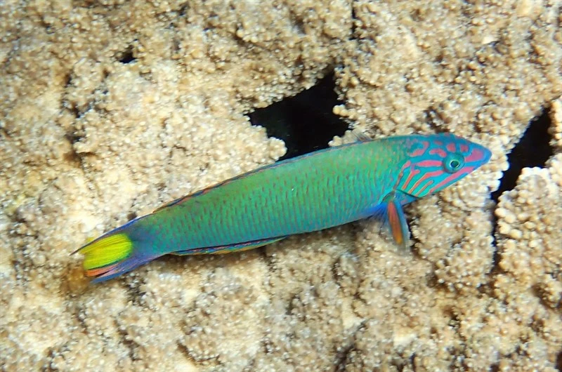 Moon wrasse, Moon Wrasse, Blue Wrasse, Crescent-Tail Wrasse, Crescent Wrasse, Lyretail Wrasse, Moon Wrasse, Parrotfish, Rainbow Fish, Wrasse, Sunset Wrasse, Thalassoma lunare