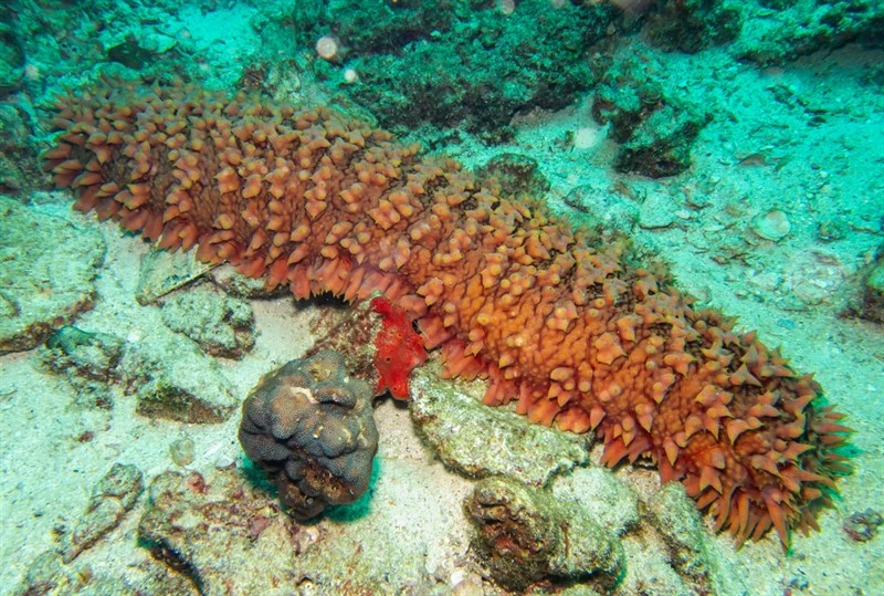 , Pineapple Sea Cucumber, Thelenota ananas