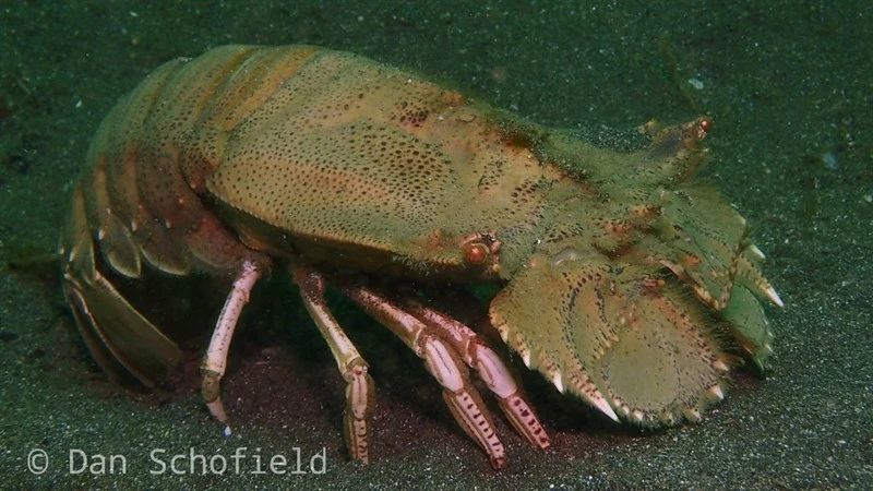, Flathead Lobster, Bay Lobster, Thenus orientalis