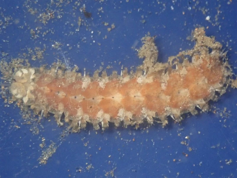 , Thormora setosior