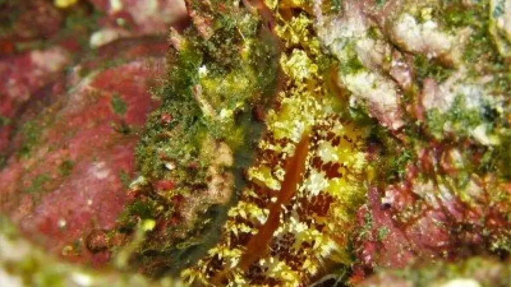 Stachelauster-Spondylus-senegalensis