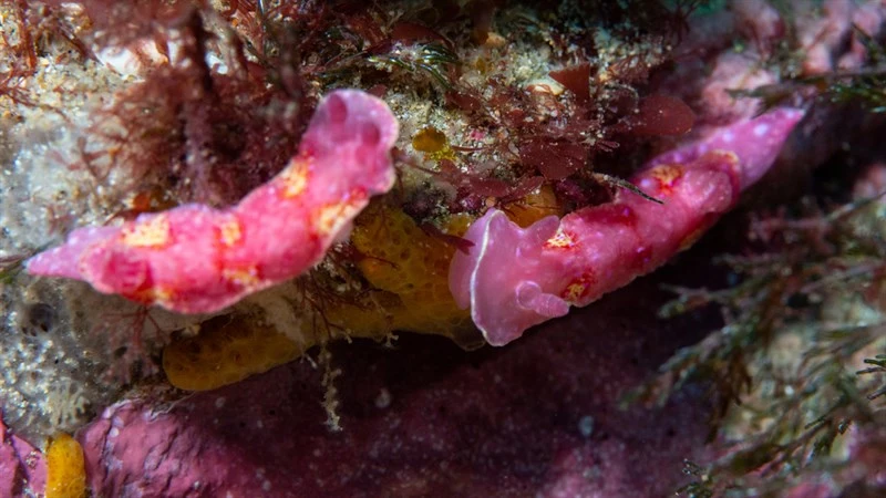, Nudibranch, Thorunna arbuta