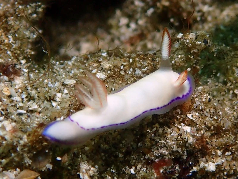 , Danielle's Nudibranch, Thorunna daniellae