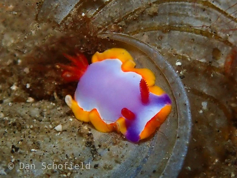 , Nudibranch, Thorunna purpuropedis