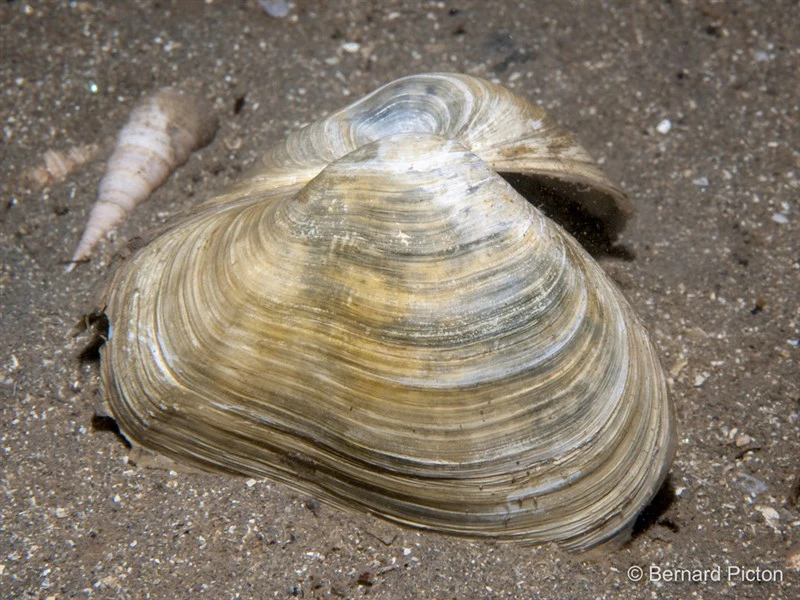 , Mussel, Thracia convexa