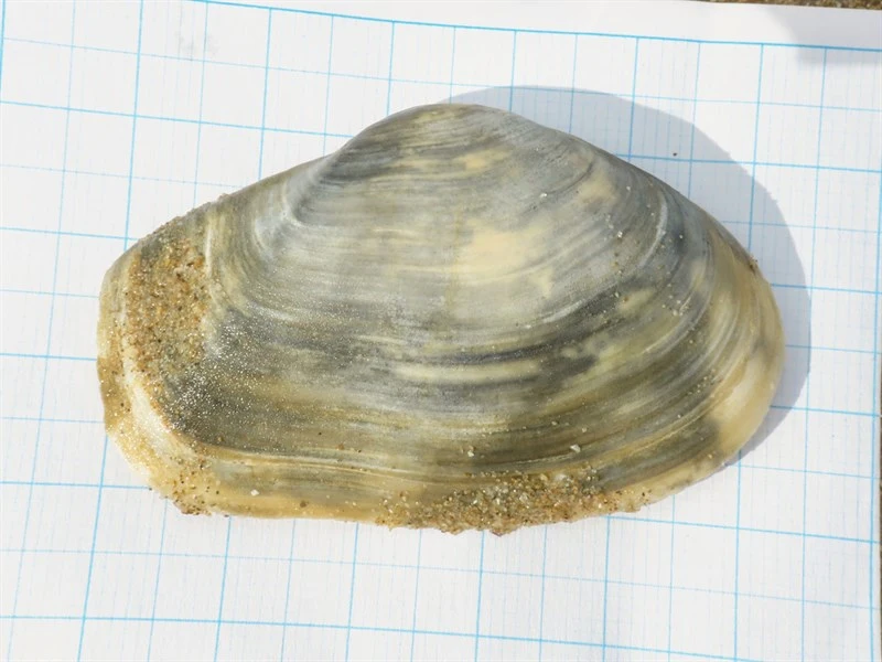 , Thracia pubescens