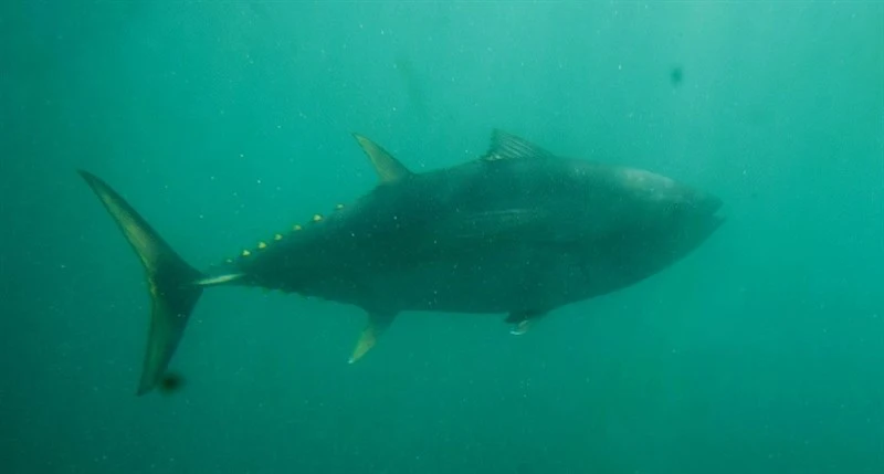 Southern bluefin tuna, , Thunnus maccoyii