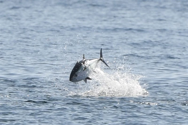 Atlantic bluefin tuna, Atlantic Bluefin Tuna, Thunnus thynnus