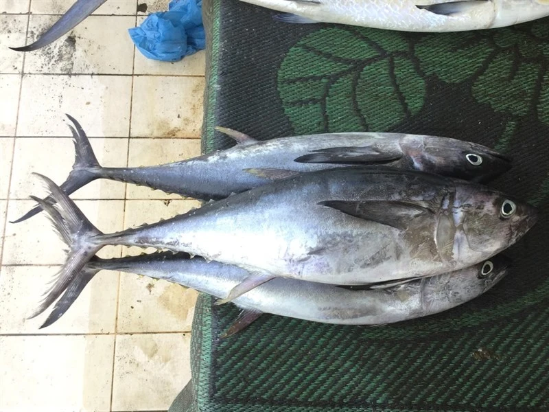Longtail tuna, Longtail Tuna, Thunnus tonggol