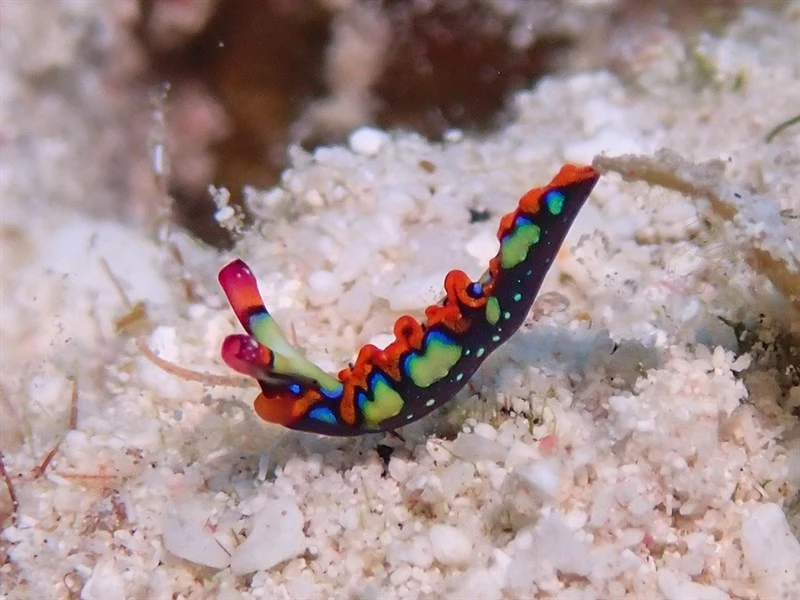 , Painted Elysia,  Sap-Sucking Slug - Thuridilla picta, Thuridilla picta