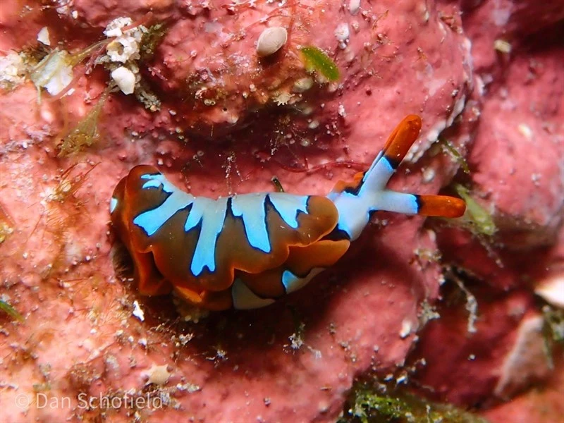 , Wavy Sapsucking Slug - Thuridilla undula, Thuridilla undula