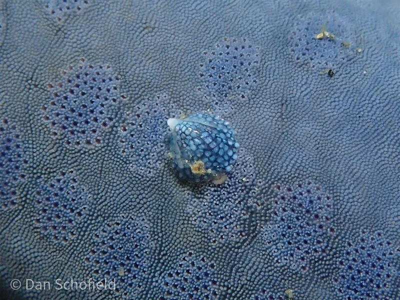 , Crystalline Seastar Snail, Thyca crystallina