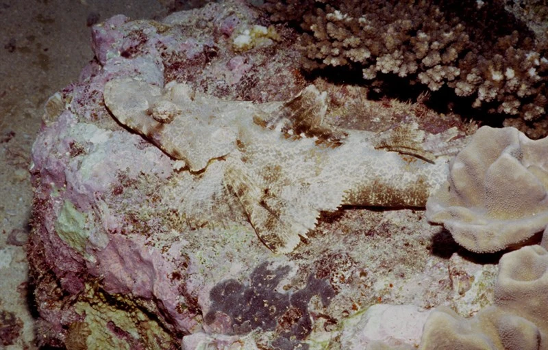 Longsnout flathead, Longsnout Flathead, Thysanophrys chiltonae
