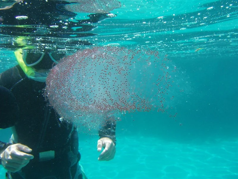 , Diamondback Squid, Thysanoteuthis rhombus