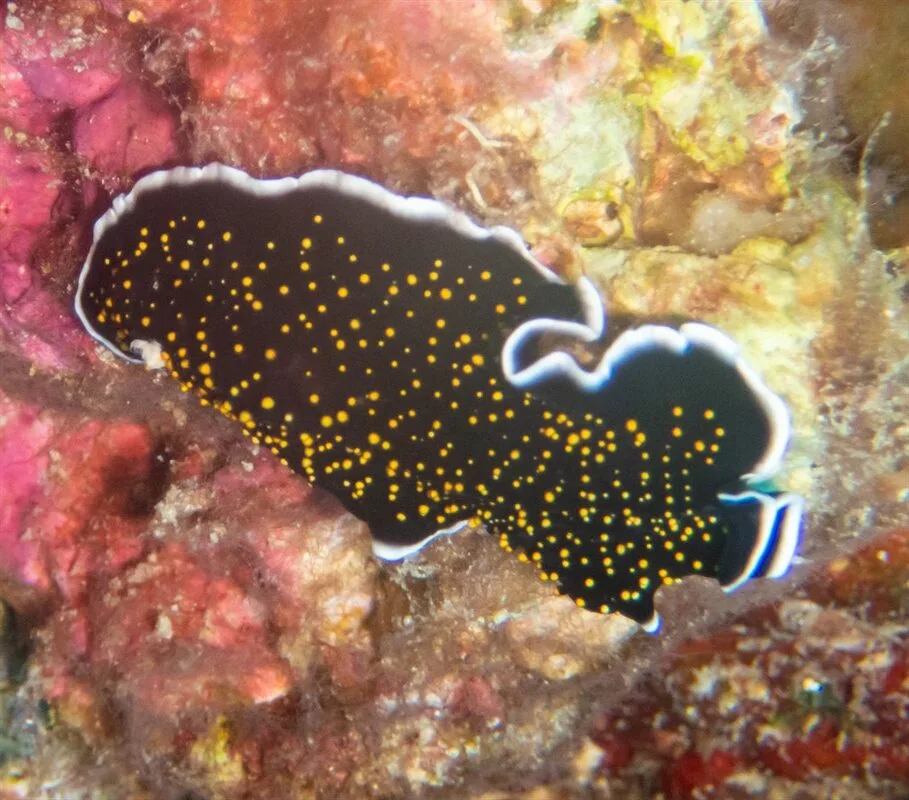 , Yellow Papillae  Flatworm,  Gold-Speckled Flatworm, Thysanozoon nigropapillosum