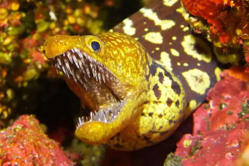 Tigermuräne Enchelycore anatina Aalartige Fische der Kanaren Arten Anguilliformes Atlantik Atlantischer Ozean Tauchen