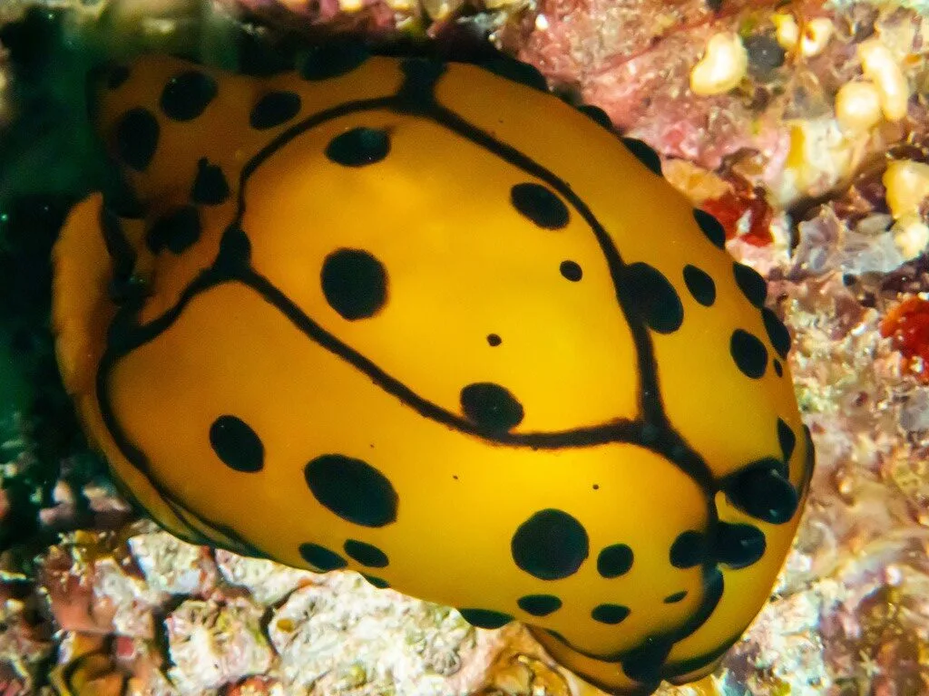 , Marten's Sidegill Slug,  Marten's Berthella, Tomoberthella martensi