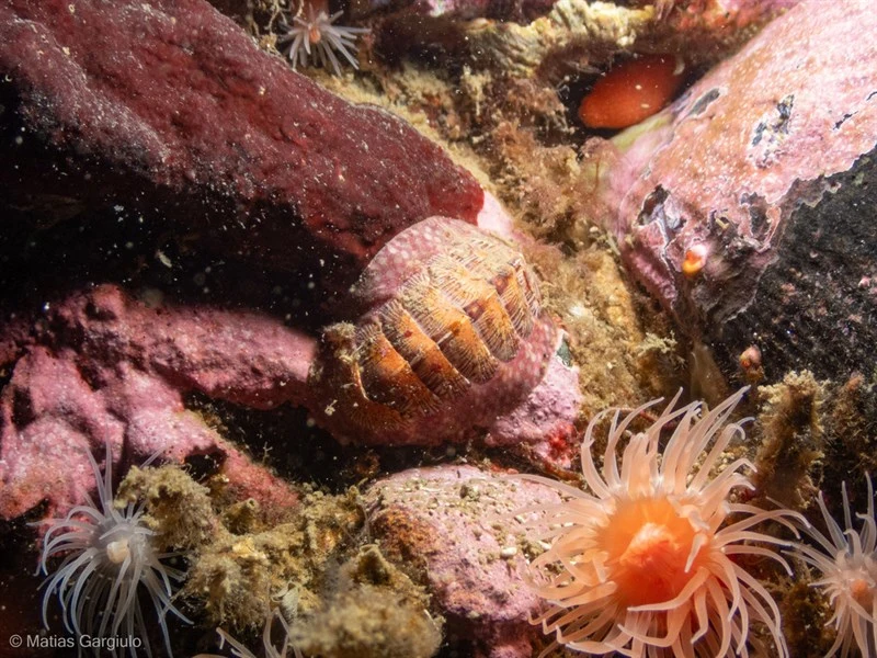 , Pink Spotted Jacket Tonicia, Tonicia calbucensis