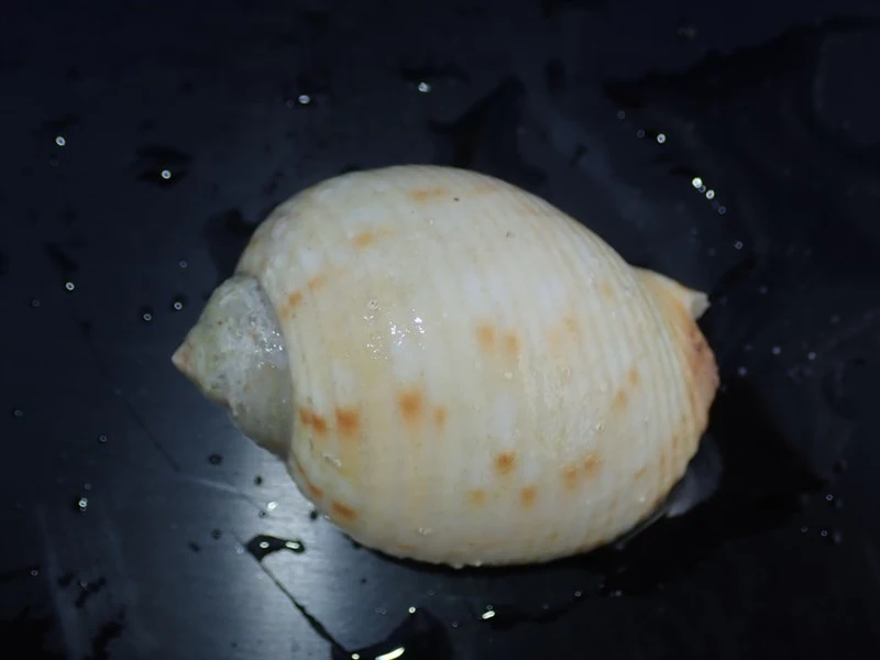 , Tonna chinensis, Tonna chinensis