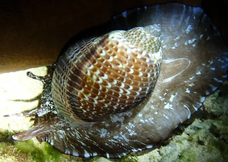 , Partridge Tun Shell, Tonna perdix