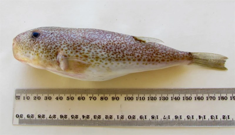 Orangespotted puffer, , Torquigener vicinus