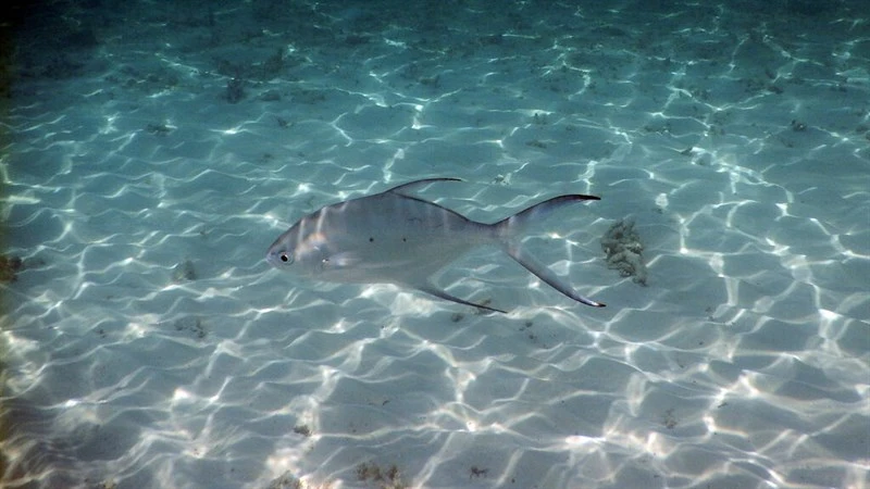 Small spotted dart, Smallspotted Dart, Trachinotus baillonii