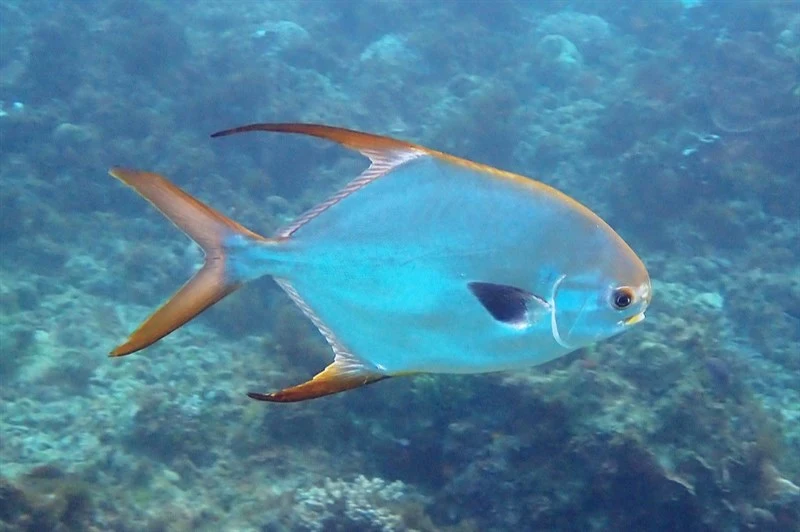 Snubnose pompano, Goldfin Permit , Permit, Snubnose Pompano, Trachinotus blochii