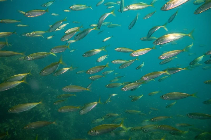 Atlantic horse mackerel, Atlantic Horse Mackerel, Trachurus trachurus