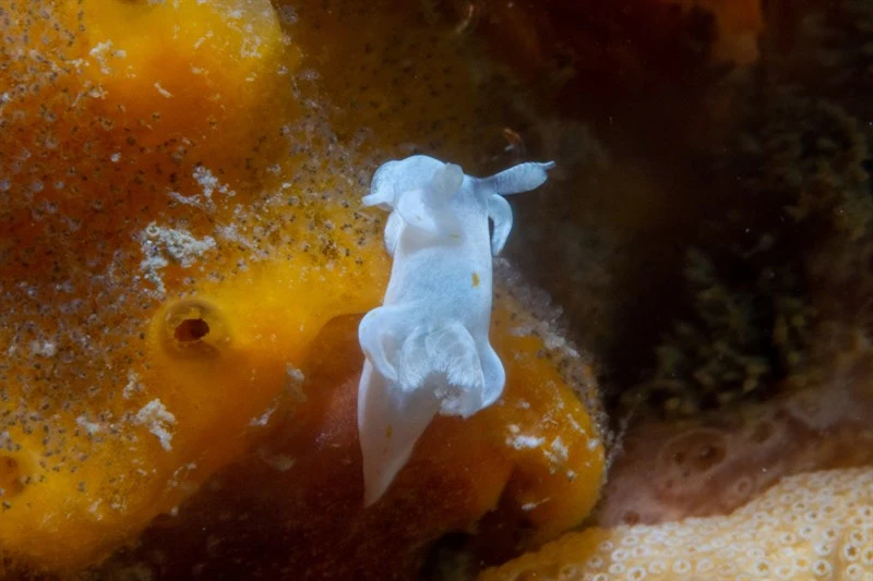 , Trapania Aureopunctata Nudibranch, Trapania aureopunctata