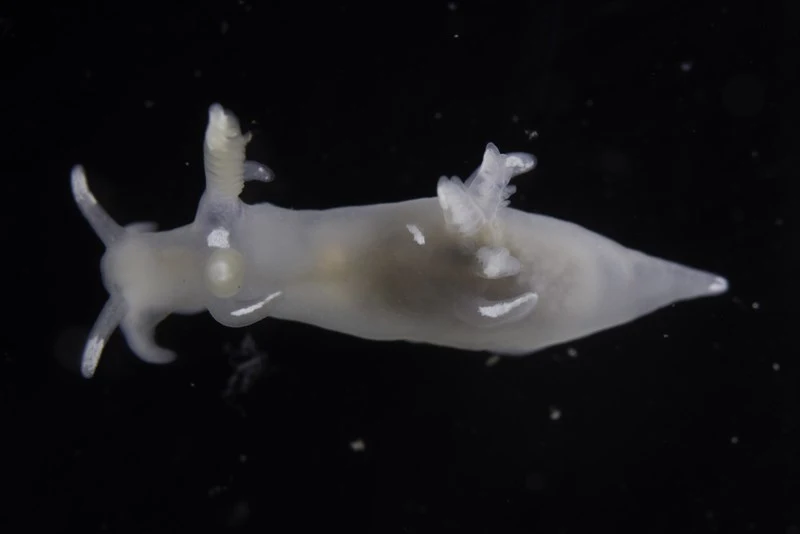 , Stripete Tritonia, Trapania lineata