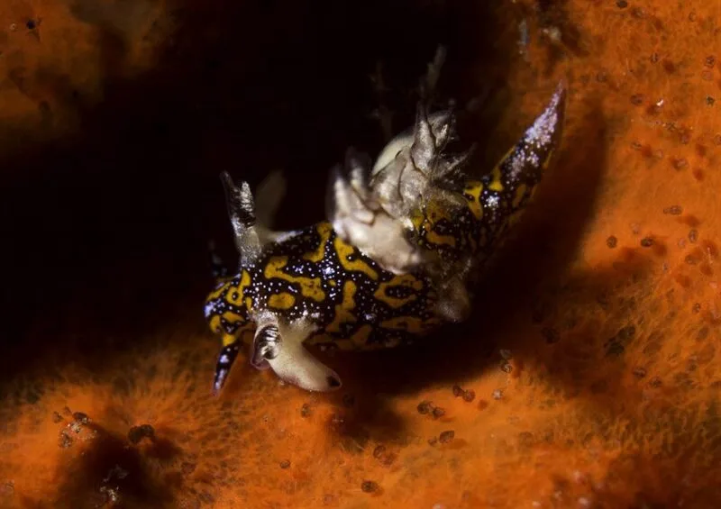 , Mosaic Trapania, Multigilled Trapania, Trapania miltabrancha
